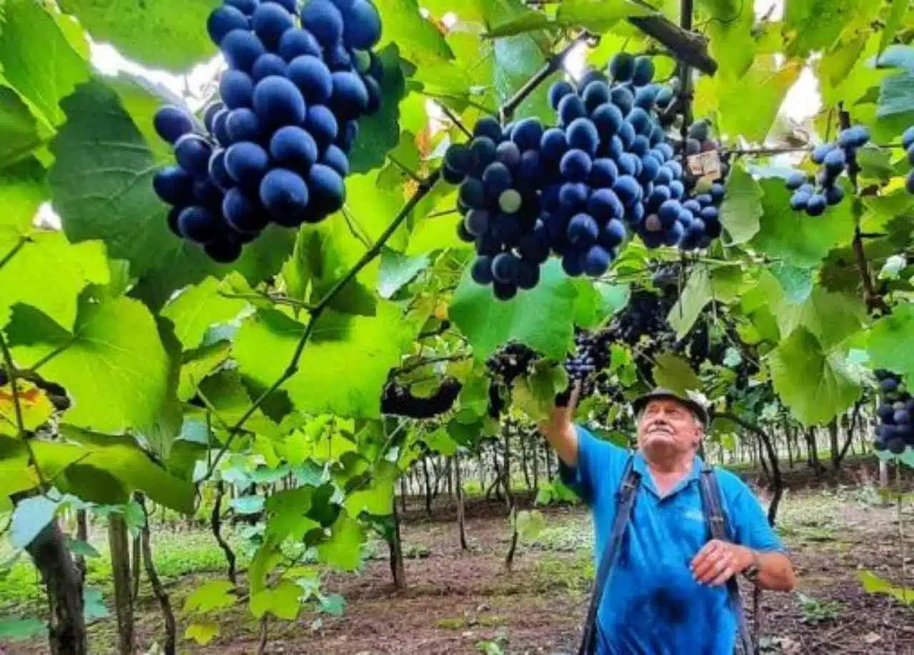 A imagem mostra um produtor gaúcho colhendo uvas