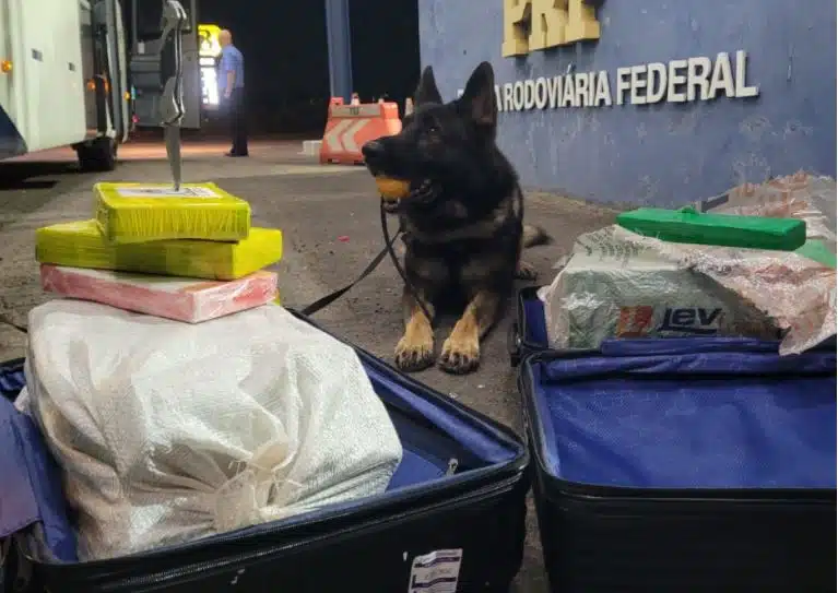 Cachorro que encontrou drogas em ônibus em Porto Alegre