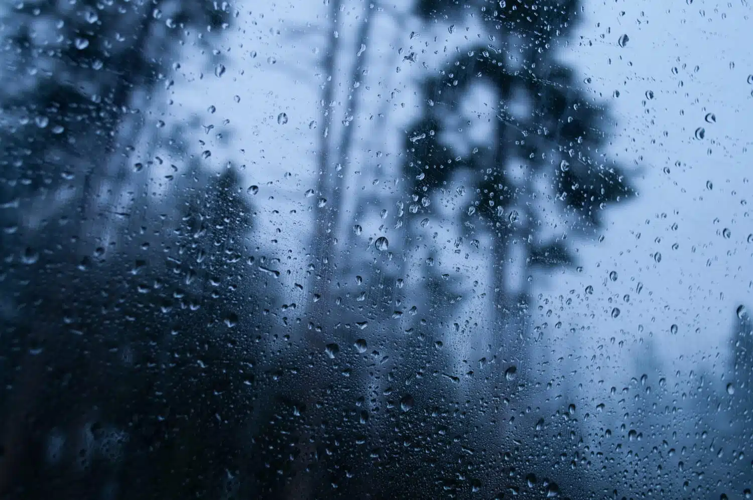 Imagem ilustrativa chovendo em uma floresta