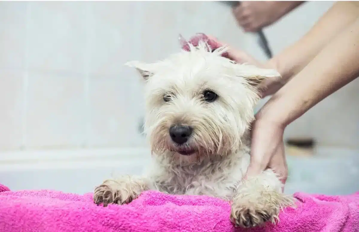 Cachorro da raça maltês tomando banho.