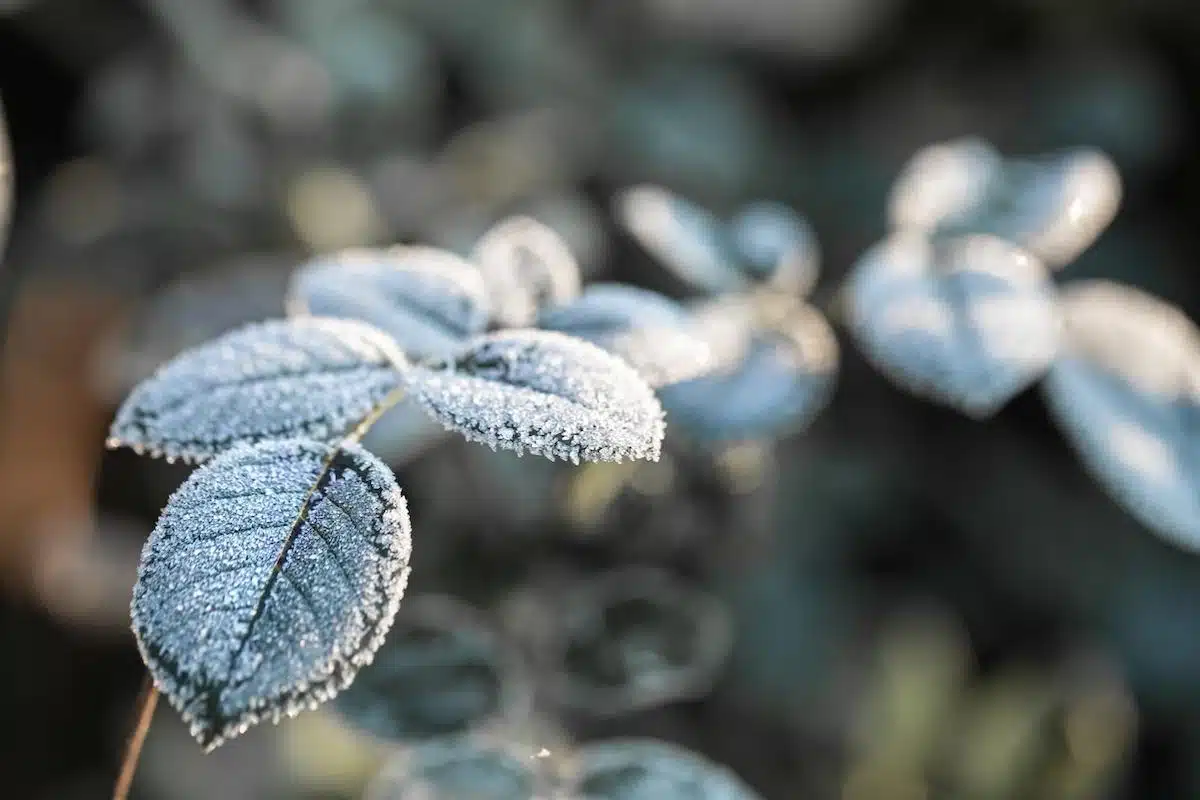 Foto mostra plantas cobertas por geada.