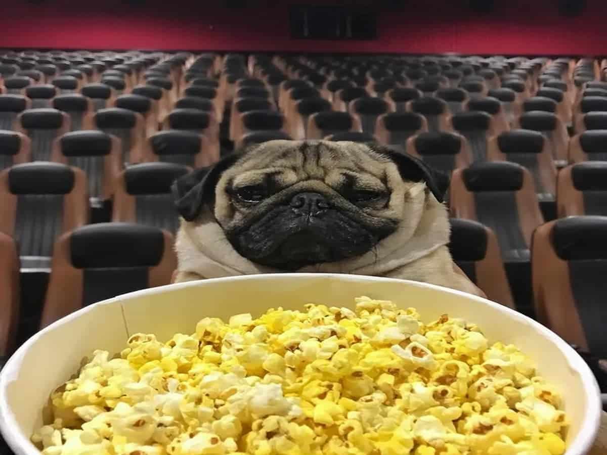 Imagem mostra cachorro da raça pug com balde de pipoca no cinema.