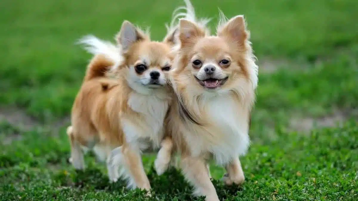Dois cachorros da raça Chihuahua correndo na grama.