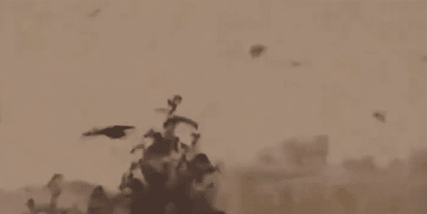 Vídeo mostra pássaros agitados voando antes de terremoto na Turquia.
