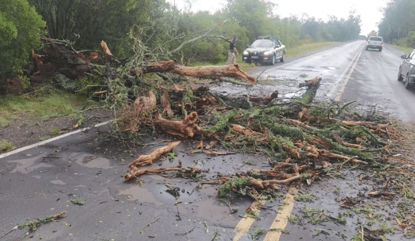 Imagem mostra árvore derrubada em estrada após temporal no RS.