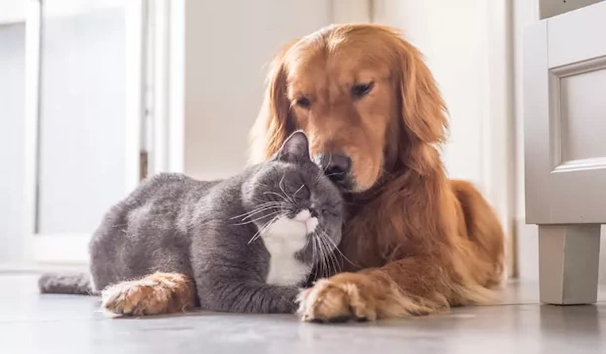 Foto de cachorro da raça golden e gato cinza.