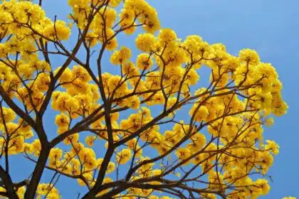 Ipe amarelo